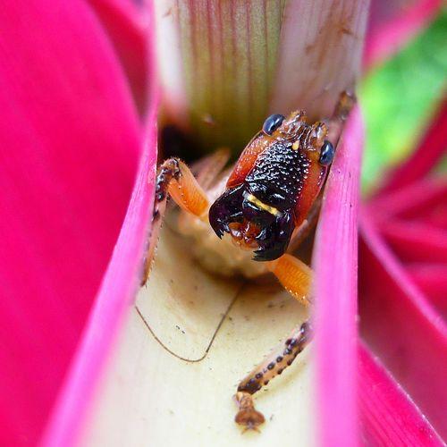 Cricket Smile