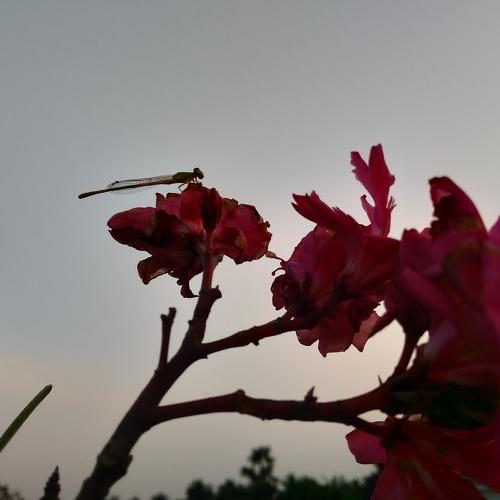 Photo #4490288