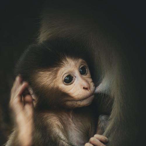 Safe in a Mother’s Embrace