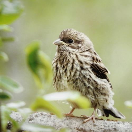 Photo #4490823
