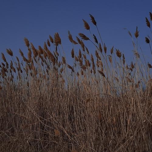 Photo #4490985