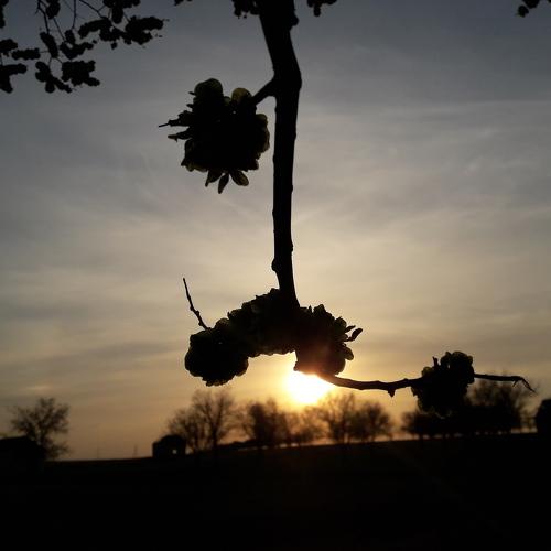 Photo #4490986