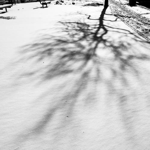 Snow Tree
