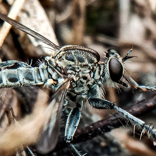 Photo #4491462