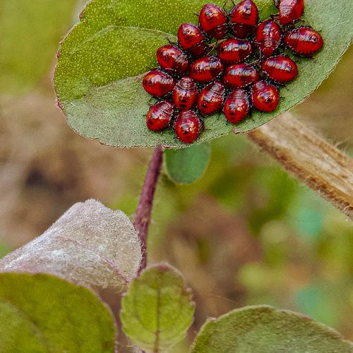 Photo #4491472