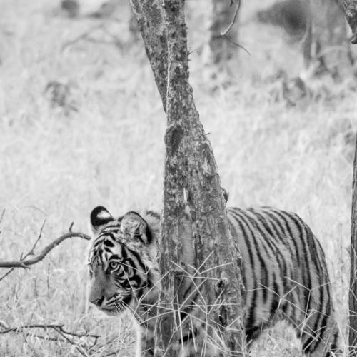 The little tiger