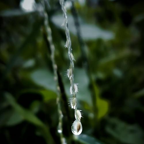Monsun crystal