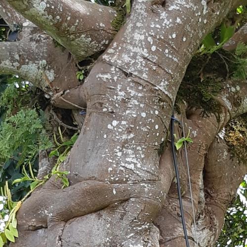 El Árbol del Amor