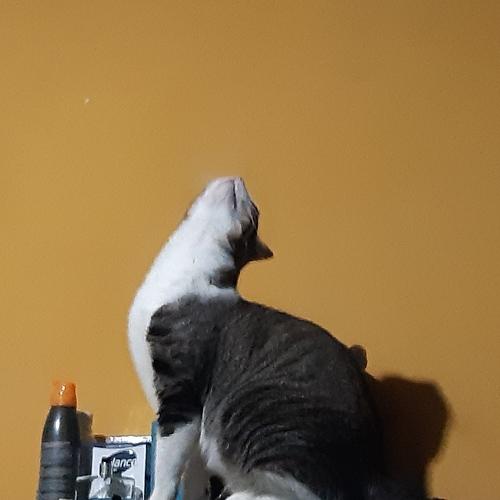 De caceria