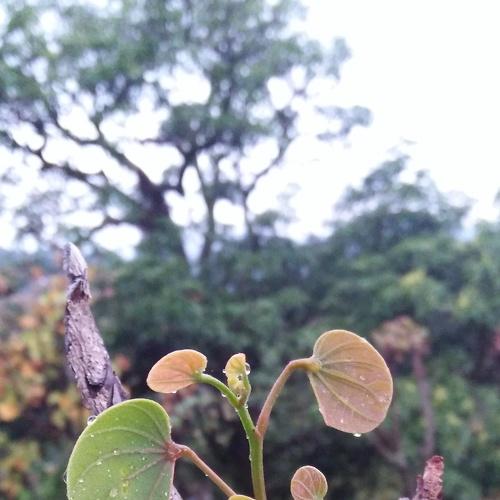 Photo #4493062