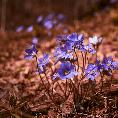 Photo #4493655