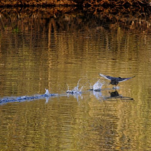 Photo #4494111