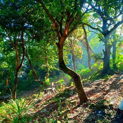 Amparo High School Mini-Forest Park and Nature