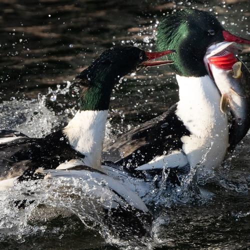 Photo #4494464