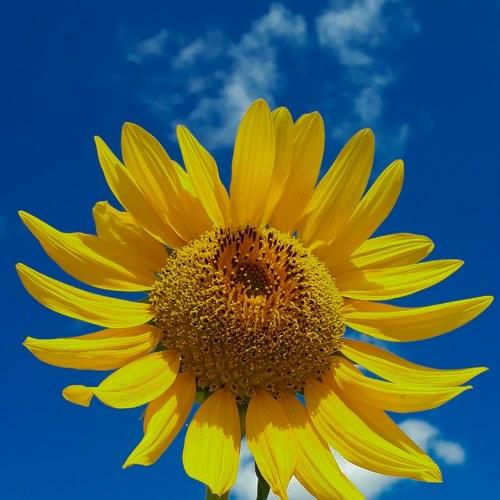 Beauty of flowers