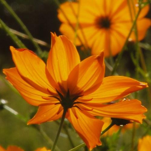 Beauty of flowers