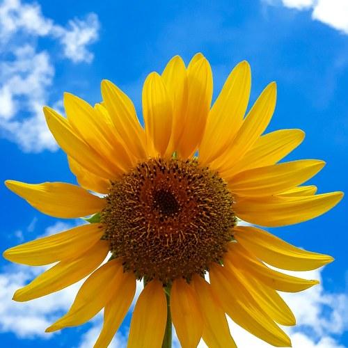 Beauty of flowers