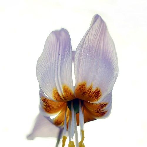 Photo #4494748