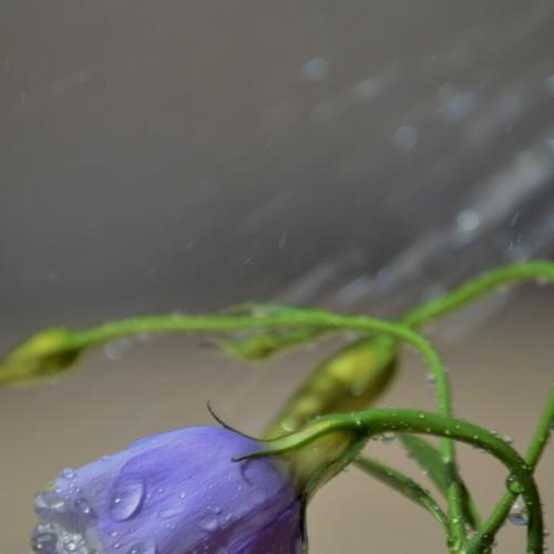 Photo #4495004