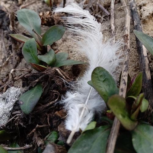 Photo #4495556