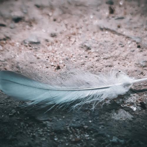 Photo #4496439
