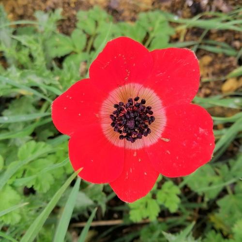 SHADE OF RED