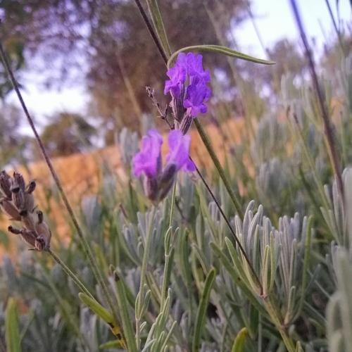 Lavender