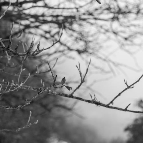 Photo #4498633