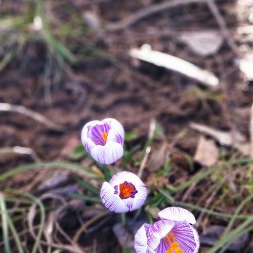 Photo #4498870