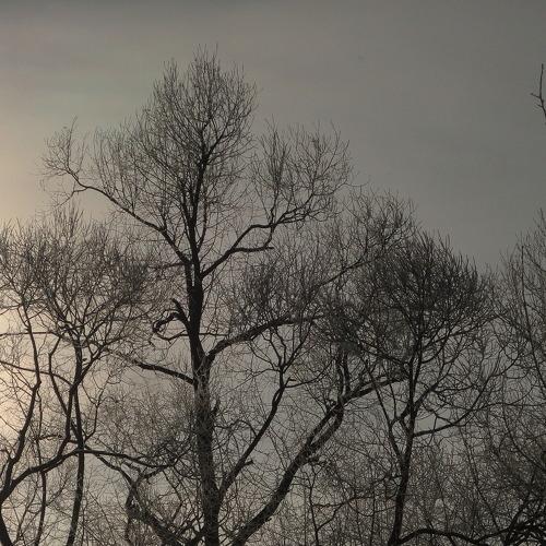 Photo #4498892