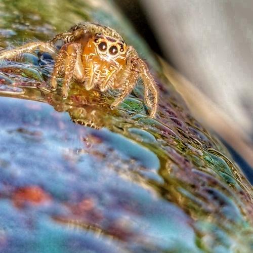 Foto macro