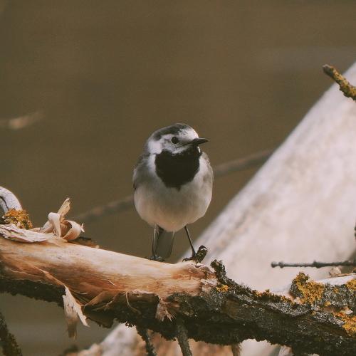 Photo #4499934