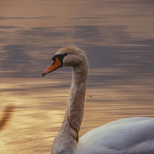 Photo #4499995