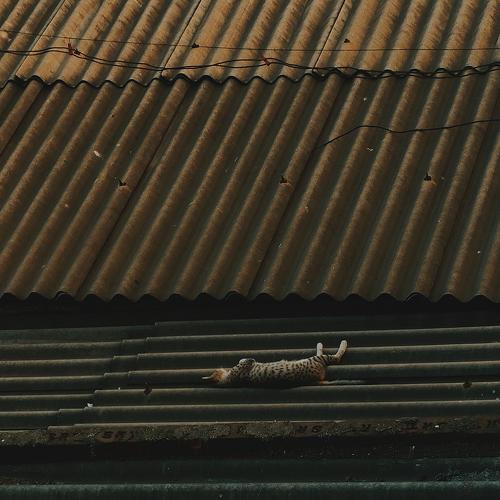 Photo #4500315