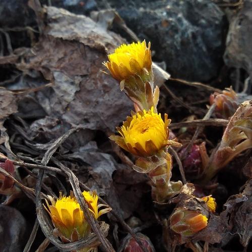 Photo #4501009