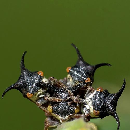 Photo #4501053