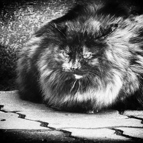 Photo #4501785