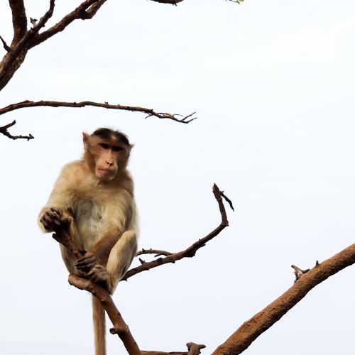 Photo #4502063
