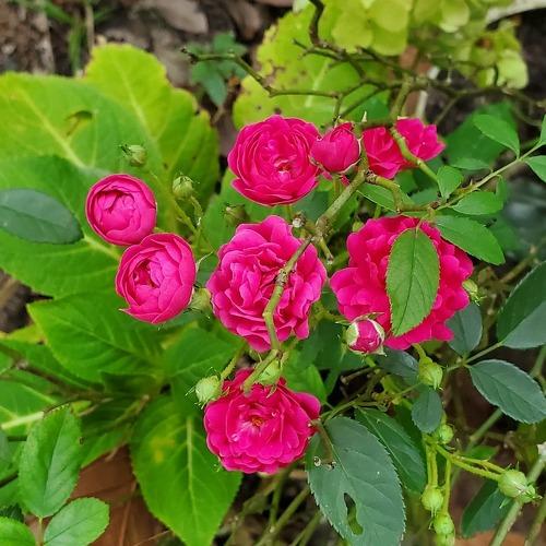 Photo #4502465