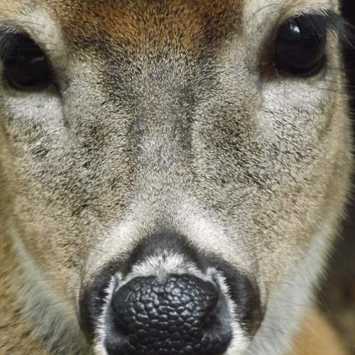 Photo #4502517