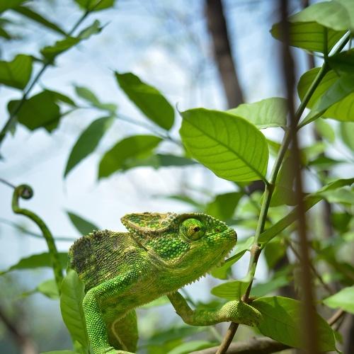 Chameleon :Slow-mo Master