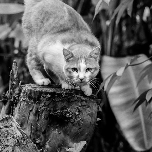 Kobe the cat