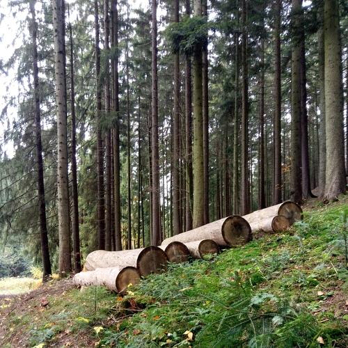 Photo #4504450