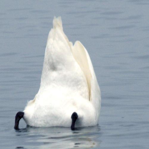 Photo #4504524