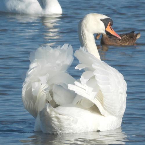 Photo #4504571