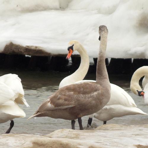 Photo #4504574