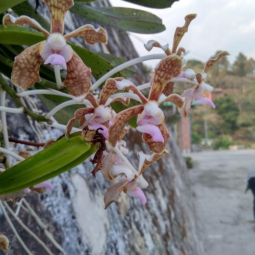 Grown on the walls