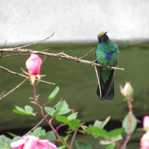 Photo #4505582