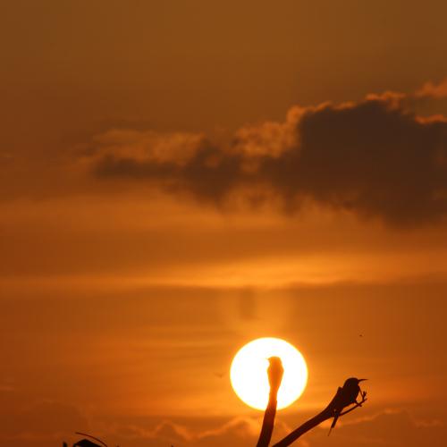 Birds with sunset