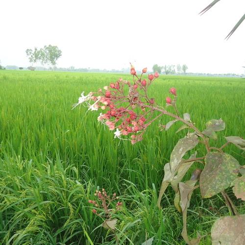 Photo #4506831